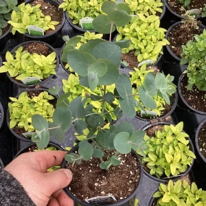 Eucalyptus Silver Dollar Live Plant - 4.5 inch Pot - Indoor/Outdoor Foliage - Image 7