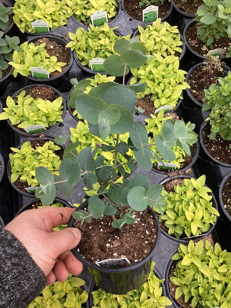 Eucalyptus Silver Dollar Live Plant - 4.5 inch Pot - Indoor/Outdoor Foliage - Image 7