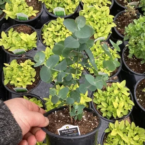 Eucalyptus Silver Dollar Live Plant - 4.5 inch Pot - Indoor/Outdoor Foliage - Image 8