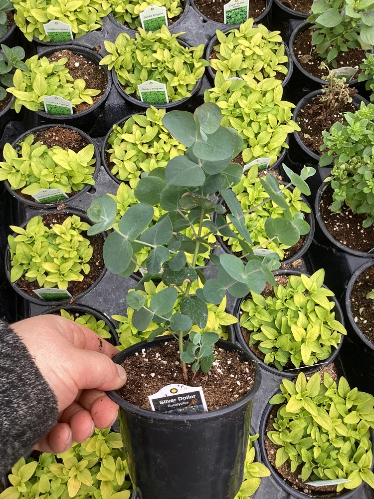 Eucalyptus Silver Dollar Live Plant - 4.5 inch Pot - Indoor/Outdoor Foliage - Image 8