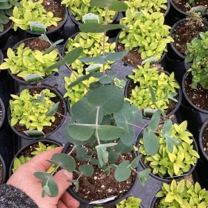 Eucalyptus Silver Dollar Live Plant - 4.5 inch Pot - Indoor/Outdoor Foliage - Image 9