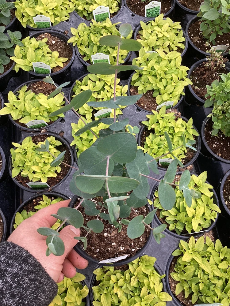 Eucalyptus Silver Dollar Live Plant - 4.5 inch Pot - Indoor/Outdoor Foliage - Image 9