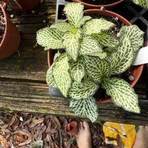 Fittonia Purple Snow Anne Live Plant – Nerve Plant – 3 inch Pot – Indoor - Image 2