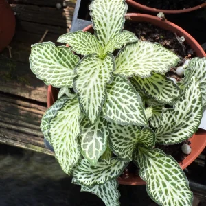 Fittonia Purple Snow Anne Live Plant – Nerve Plant – 3 inch Pot – Indoor - Image 3