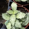 Fittonia Purple Snow Anne Live Plant – Nerve Plant – 3 inch Pot – Indoor - Image 1