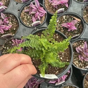 Fluffy Ruffles Fern Live Plant – Nephrolepis Exaltata – 4.5 inch Pot – Indoor - Image 3