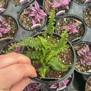 Fluffy Ruffles Fern Live Plant – Nephrolepis Exaltata – 4.5 inch Pot – Indoor - Image 4