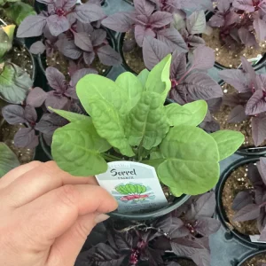 French Sorrel Live Plant – 4.5 Inch Pot – Culinary Herb – Outdoor/Indoor - Image 2
