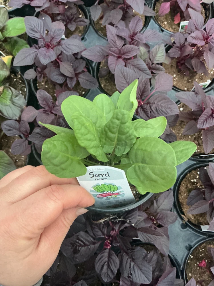 French Sorrel Live Plant – 4.5 Inch Pot – Culinary Herb – Outdoor/Indoor - Image 2