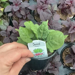 French Sorrel Live Plant – 4.5 Inch Pot – Culinary Herb – Outdoor/Indoor - Image 3