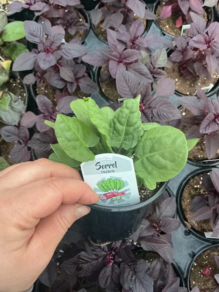 French Sorrel Live Plant – 4.5 Inch Pot – Culinary Herb – Outdoor/Indoor - Image 3
