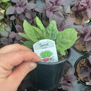 French Sorrel Live Plant – 4.5 Inch Pot – Culinary Herb – Outdoor/Indoor - Image 4