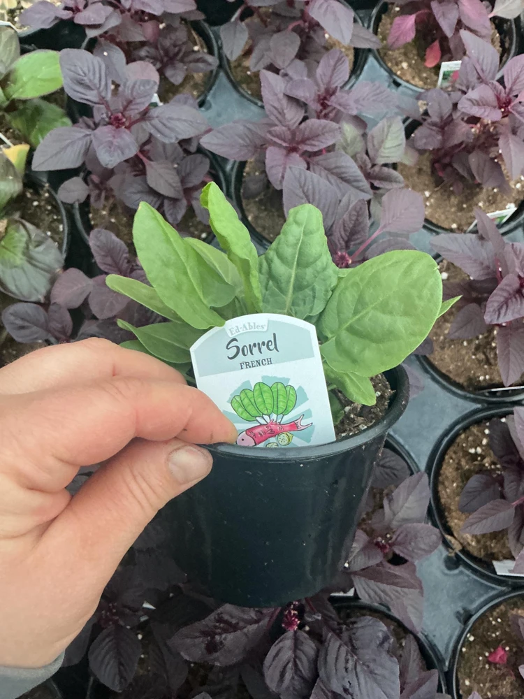 French Sorrel Live Plant – 4.5 Inch Pot – Culinary Herb – Outdoor/Indoor - Image 4