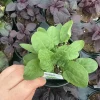 French Sorrel Live Plant – 4.5 Inch Pot – Culinary Herb – Outdoor/Indoor - Image 1