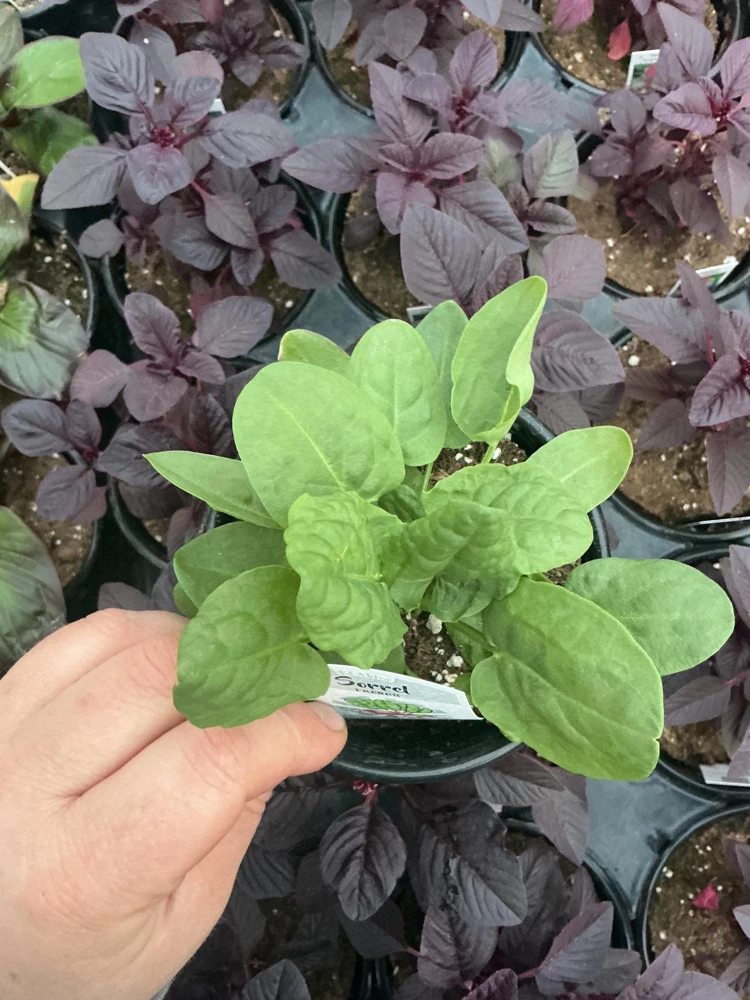 French Sorrel Live Plant – 4.5 Inch Pot – Culinary Herb – Outdoor/Indoor - Image 1