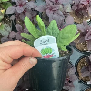 French Sorrel Live Plant – 4.5 Inch Pot – Culinary Herb – Outdoor/Indoor - Image 5