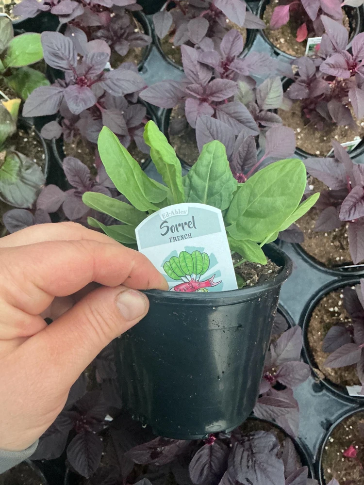 French Sorrel Live Plant – 4.5 Inch Pot – Culinary Herb – Outdoor/Indoor - Image 5