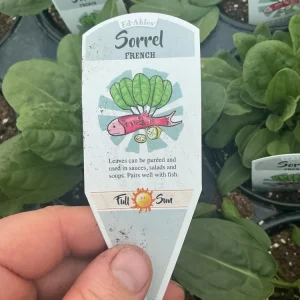 French Sorrel Live Plant – 4.5 Inch Pot – Culinary Herb – Outdoor/Indoor - Image 6