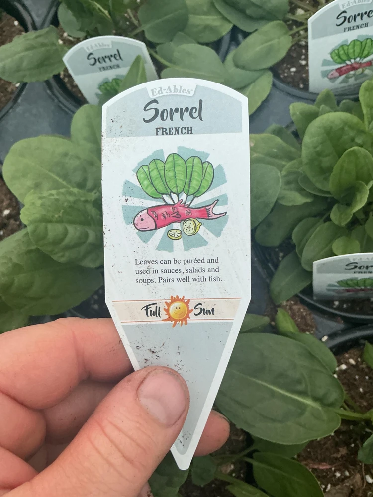 French Sorrel Live Plant – 4.5 Inch Pot – Culinary Herb – Outdoor/Indoor - Image 6