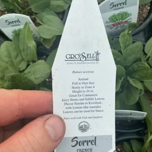 French Sorrel Live Plant – 4.5 Inch Pot – Culinary Herb – Outdoor/Indoor - Image 7