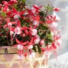 Fuchsia Bella Evita Live Plant – 4.5 inch Nursery Pot – Potted Houseplant - Image 1