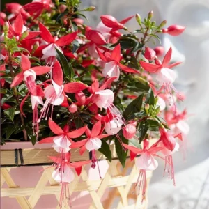 Fuchsia Bella Evita Live Plant – 4.5 inch Nursery Pot – Potted Houseplant - Image 1
