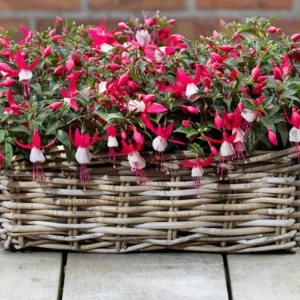 Fuchsia Bella Evita Live Plant – 4.5 inch Nursery Pot – Potted Houseplant - Image 2