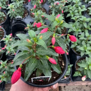 Fuchsia Bella Evita Live Plant – 4.5 inch Nursery Pot – Potted Houseplant - Image 3