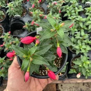 Fuchsia Bella Evita Live Plant – 4.5 inch Nursery Pot – Potted Houseplant - Image 4
