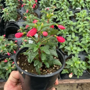 Fuchsia Bella Evita Live Plant – 4.5 inch Nursery Pot – Potted Houseplant - Image 5