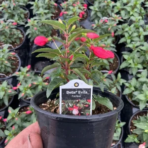 Fuchsia Bella Evita Live Plant – 4.5 inch Nursery Pot – Potted Houseplant - Image 6