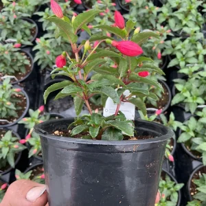 Fuchsia Bella Evita Live Plant – 4.5 inch Nursery Pot – Potted Houseplant - Image 7