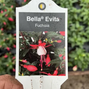 Fuchsia Bella Evita Live Plant – 4.5 inch Nursery Pot – Potted Houseplant - Image 8