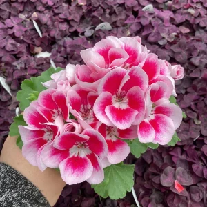 Geranium 'Flower Fairy White Splash' Live Plant - 4.5 inch Nursery Pot - Potted Houseplant - Image 2