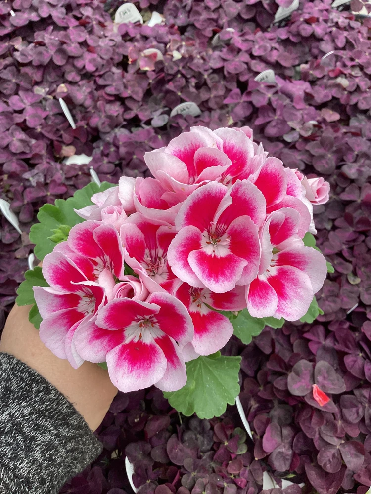 Geranium 'Flower Fairy White Splash' Live Plant - 4.5 inch Nursery Pot - Potted Houseplant - Image 2