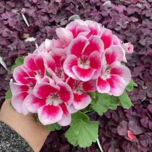 Geranium 'Flower Fairy White Splash' Live Plant - 4.5 inch Nursery Pot - Potted Houseplant - Image 3