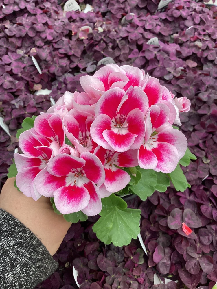 Geranium 'Flower Fairy White Splash' Live Plant - 4.5 inch Nursery Pot - Potted Houseplant - Image 3