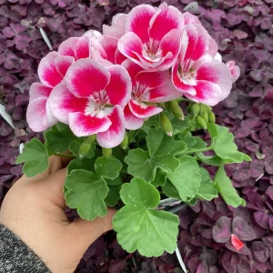 Geranium 'Flower Fairy White Splash' Live Plant - 4.5 inch Nursery Pot - Potted Houseplant - Image 4