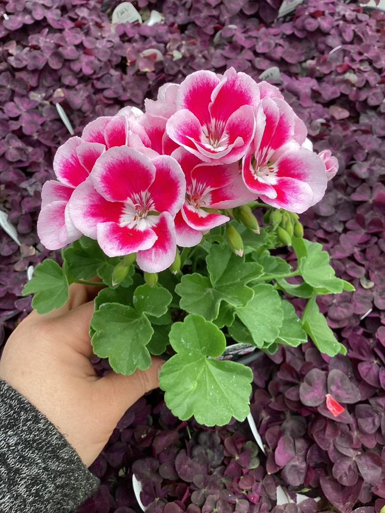 Geranium 'Flower Fairy White Splash' Live Plant - 4.5 inch Nursery Pot - Potted Houseplant - Image 4