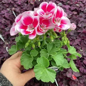 Geranium 'Flower Fairy White Splash' Live Plant - 4.5 inch Nursery Pot - Potted Houseplant - Image 5