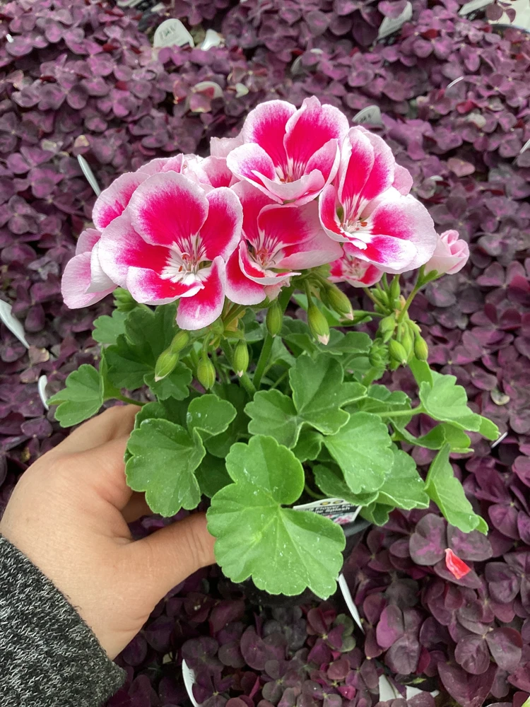 Geranium 'Flower Fairy White Splash' Live Plant - 4.5 inch Nursery Pot - Potted Houseplant - Image 5