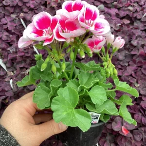 Geranium 'Flower Fairy White Splash' Live Plant - 4.5 inch Nursery Pot - Potted Houseplant - Image 6