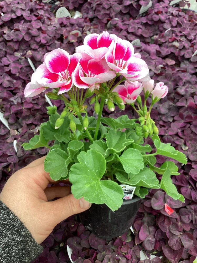 Geranium 'Flower Fairy White Splash' Live Plant - 4.5 inch Nursery Pot - Potted Houseplant - Image 6