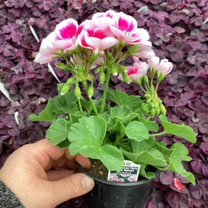 Geranium 'Flower Fairy White Splash' Live Plant - 4.5 inch Nursery Pot - Potted Houseplant - Image 7