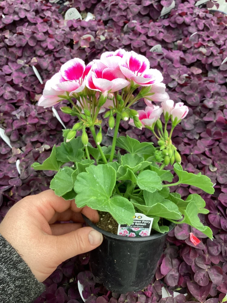 Geranium 'Flower Fairy White Splash' Live Plant - 4.5 inch Nursery Pot - Potted Houseplant - Image 7