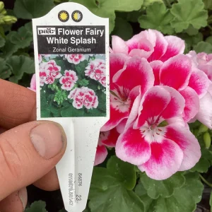 Geranium 'Flower Fairy White Splash' Live Plant - 4.5 inch Nursery Pot - Potted Houseplant - Image 8