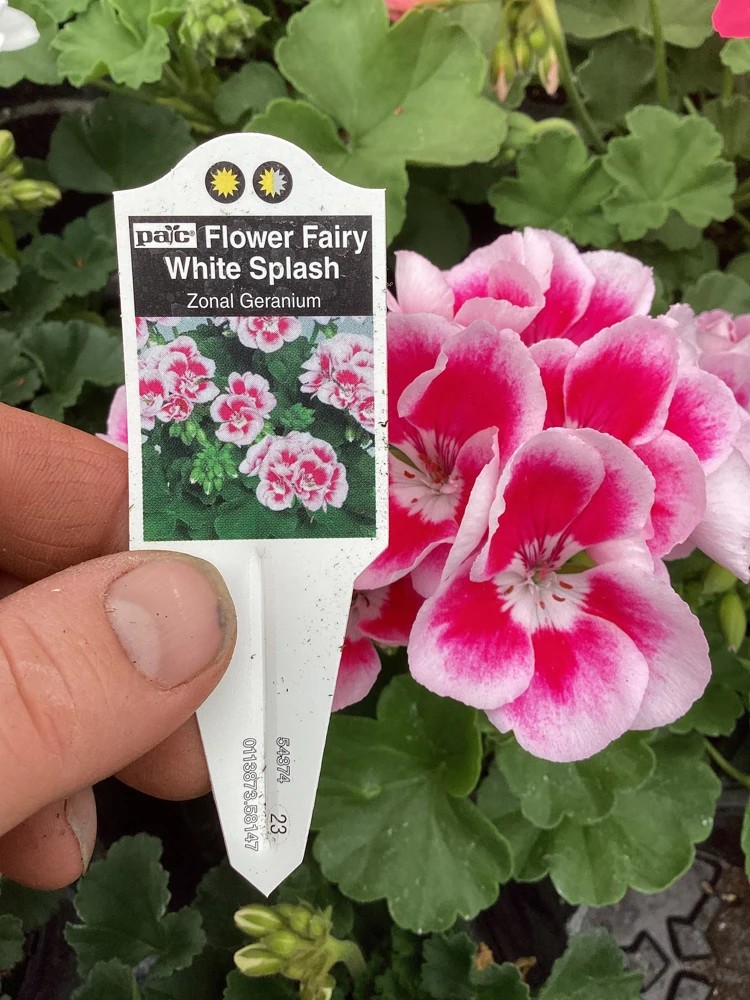 Geranium 'Flower Fairy White Splash' Live Plant - 4.5 inch Nursery Pot - Potted Houseplant - Image 8