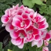 Geranium 'Flower Fairy White Splash' Live Plant - 4.5 inch Nursery Pot - Potted Houseplant - Image 1