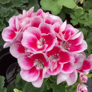 Geranium 'Flower Fairy White Splash' Live Plant - 4.5 inch Nursery Pot - Potted Houseplant - Image 1