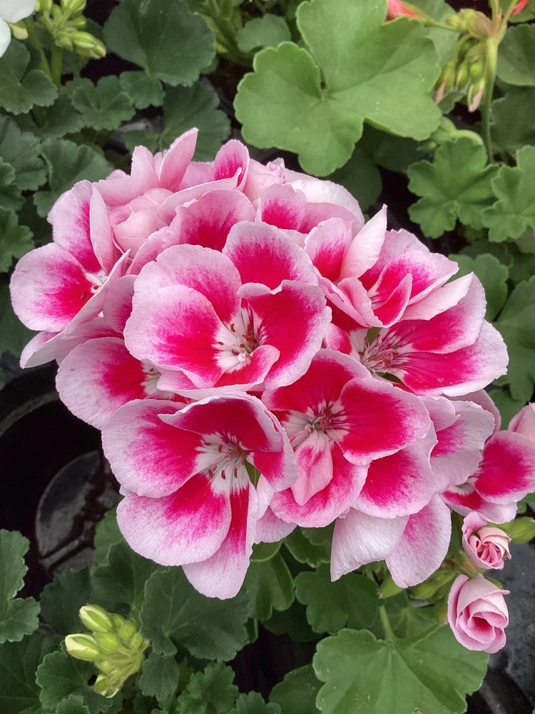 Geranium 'Flower Fairy White Splash' Live Plant - 4.5 inch Nursery Pot - Potted Houseplant - Image 1